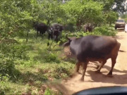 Media - Clip: Trâu rừng điên cuồng truy sát báo hoa mai để cướp lại con non