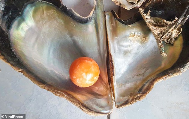 Ngọc melo, một loại ngọc hình thành trong loài ốc giác, rất quý hiếm, nhất là màu cam (ảnh: Daily Mail)