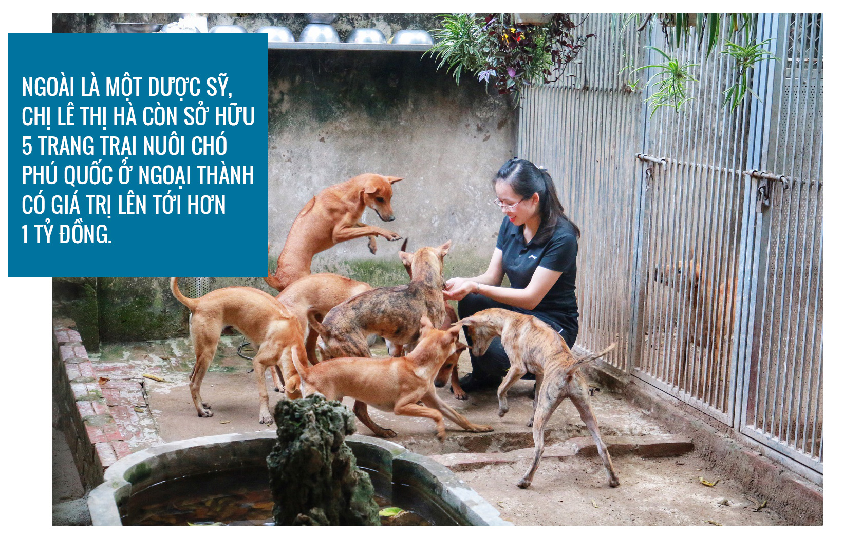 Chân dung “bóng hồng” đứng sau loạt thương vụ mua bán chó Phú Quốc đình đám ở Việt Nam - 6