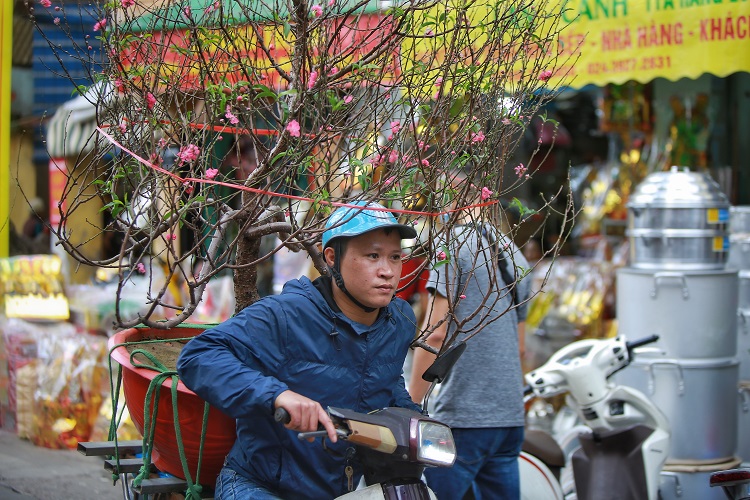 Trước đây, mỗi ngày anh Quyết bán được từ 20 – 30 cành đào/ngày nhưng bây giờ chỉ bán được khoảng 10 cành đào/ngày.