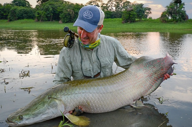 Arapaima là loài cá săn mồi nước ngọt lớn nhất thế giới.