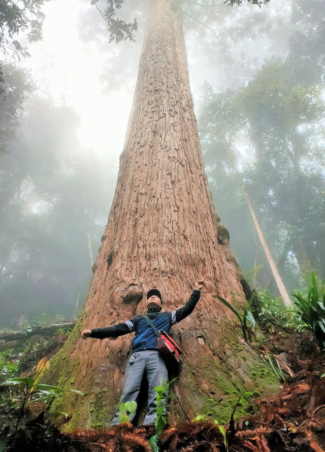 Cây sa mu có đường kính 3,9 m, cao 43 m, hơn 1.000 năm tuổi và người dân địa phương thường gọi là "thần mộc". Cây sống ở độ cao hơn 1.000 m giữa rừng già giáp với biên giới Việt Lào
