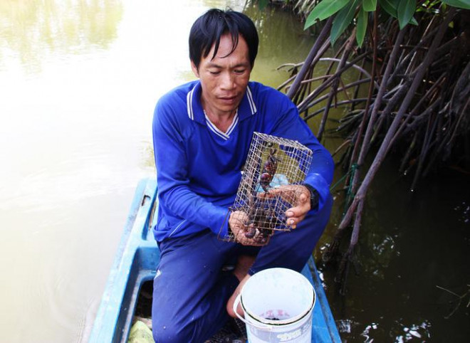 Đã mắt xem nông dân Cà Mau dùng tuyệt chiêu bắt ba khía - 14