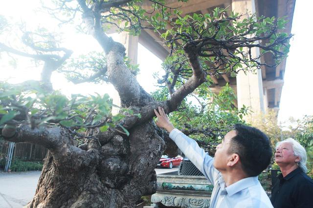 Chiêm ngưỡng cây lộc vừng tiền tỷ, chủ nhân giấu kỹ, đại gia vẫn tìm đến ngã giá - 2