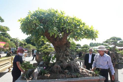 Chiêm ngưỡng cây lộc vừng tiền tỷ, chủ nhân giấu kỹ, đại gia vẫn tìm đến ngã giá - 5