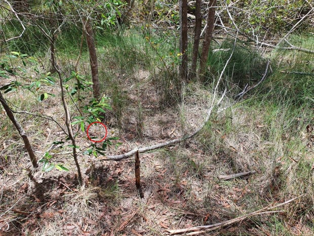 Vị trí con rắn roi mặt vàng ẩn náu. Ảnh: Sunshine Coast Snake Catchers