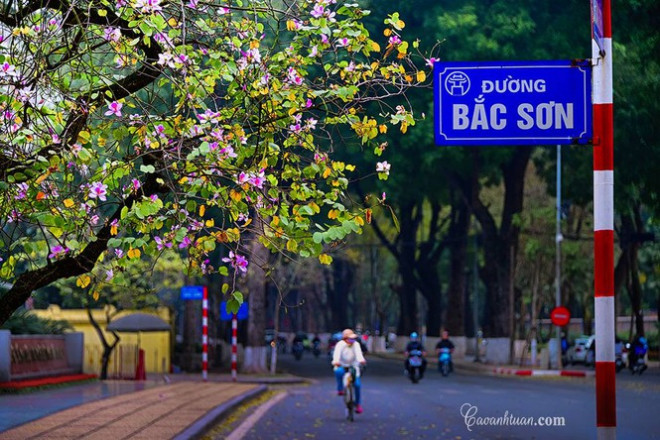 Cung đường hoa ban lãng mạn - Ảnh: Cao Anh Tuan