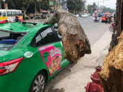 Tin tức trong ngày - Nam tài xế và khách thoát chết hi hữu khi bị cây xanh gãy đè bẹp xe taxi