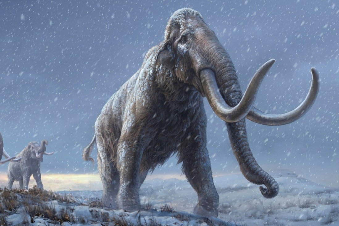 Mẫu ADN cổ nhất thế giới được lấy từ ngà voi ma mút thảo nguyên, bị chôn vùi 1,2 triệu năm trong lớp băng vĩnh cửu ở Siberia, Nga. Ảnh minh họa: Reuters