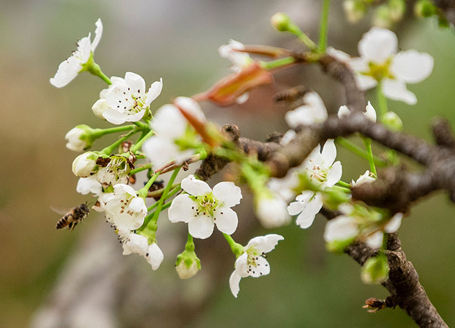 Hoa lê nở nhiều đợt, mỗi đợt từ 10 đến 15 ngày. Với những cành còn nhiều nụ, có thể chơi được từ 1 đến 2 tháng.