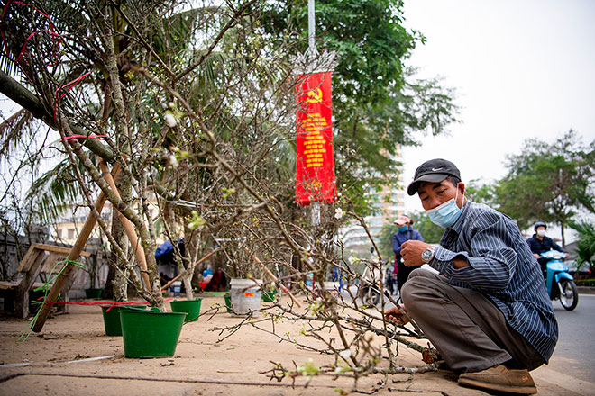 Người bán hàng cắt tỉa những cành hoa lê trước khi đem trưng bày và giao tới khách hàng.