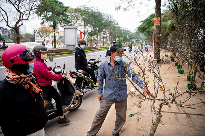 Cành lê mang thân hình càng xù xì, có nhiều lộc và hoa, thế đẹp sẽ được bán với giá cả triệu đồng.