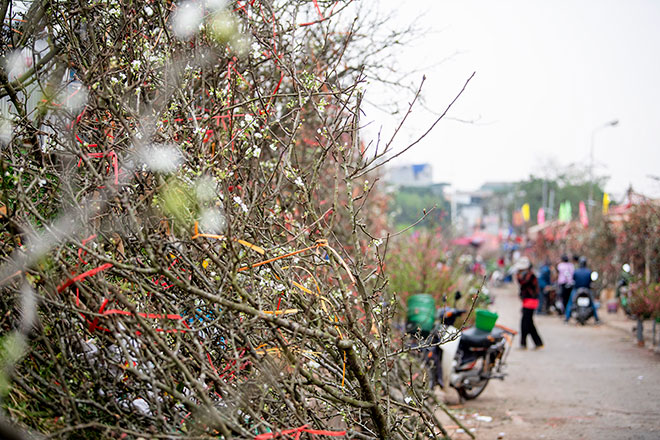 Hoa lê rừng khoe sắc trắng tinh khôi, hút hồn người chơi hoa Hà Nội - 10