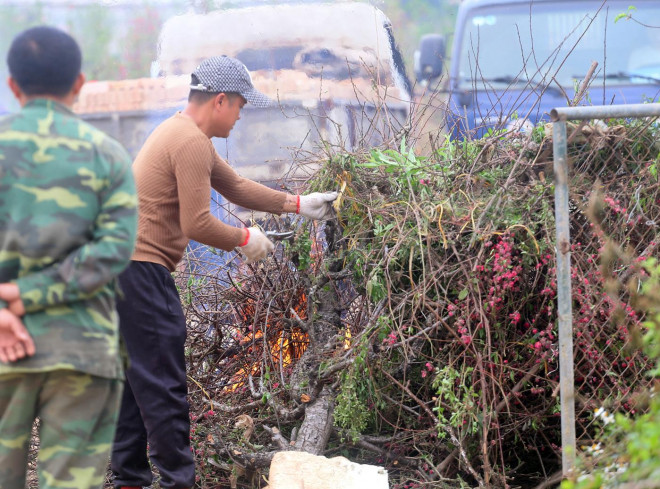 Việc dọn dẹp, đốt bỏ những cành đào khô, gốc đào chết hay cỏ dại giúp mầm sâu bệnh bớt đi trong vụ mùa mới.