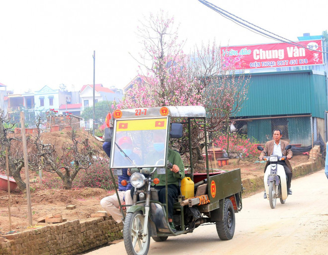 Đối với đào thế, đào cổ thụ được cho thuê dịp này đang được "triệu hồi" về vườn để chăm sóc.