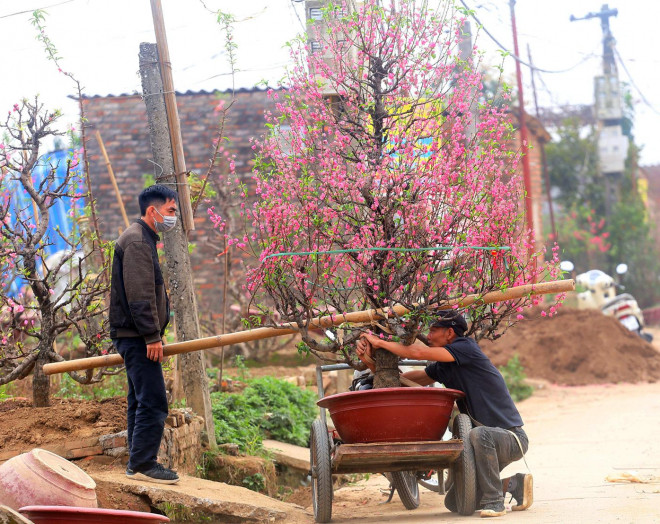 Theo nhiều chủ vườn cho biết, đào thế, đào cổ thụ cho thuê càng "triệu hồi" sớm về vườn càng tốt, bởi nếu để lâu cây sẽ yếu, sức sống bị giảm sút.