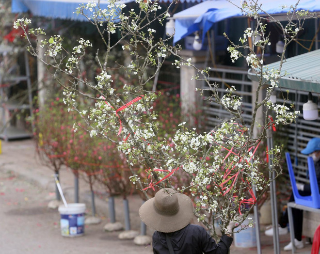 Những cành hoa lê trắng bung trắng muốt tạo nên vẻ đẹp hiếm có của núi rừng đến với người dân Thủ đô.