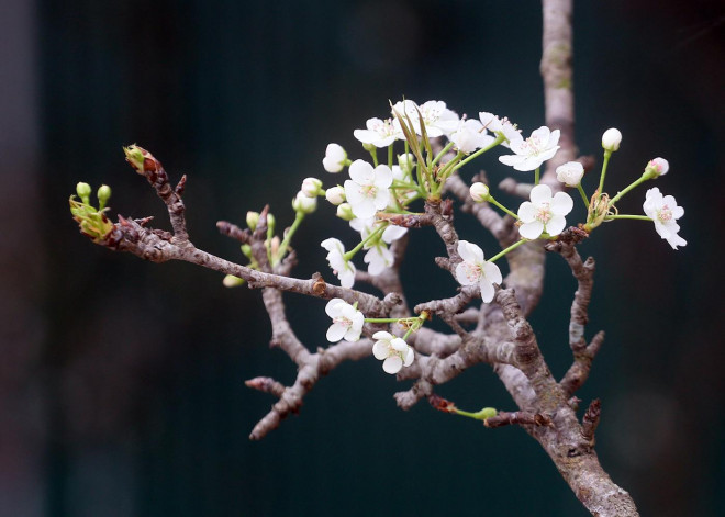 Các tiểu thương cho biết, do thời tiết thuận lợi nên năm nay hoa lê trắng nở sớm hơn so với mọi năm.