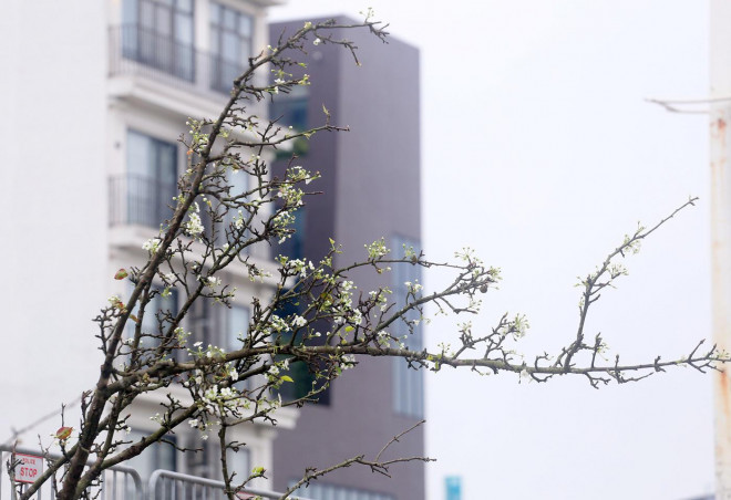 "Hết Tết hoa đào cũng tàn hoa nên người dân có xu hướng chơi hoa lê trắng từ nay đến Rằm tháng Giêng".