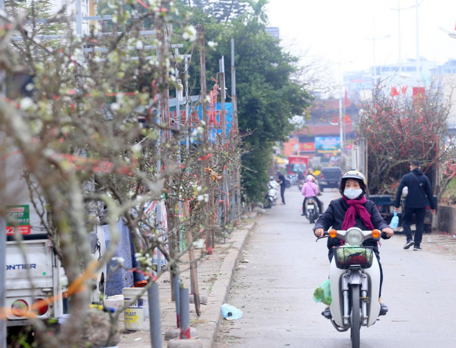 Nhiều người cho rằng, hoa lê trắng mang vẻ đẹp tinh khôi, may mắn và tài lộc trong năm mới.