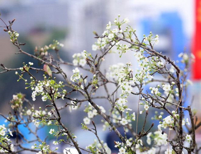 Những cành lê càng sống ở núi cao, gốc càng cổ thụ xù xì, rong rêu, càng được giá và thời gian chơi kéo dài.