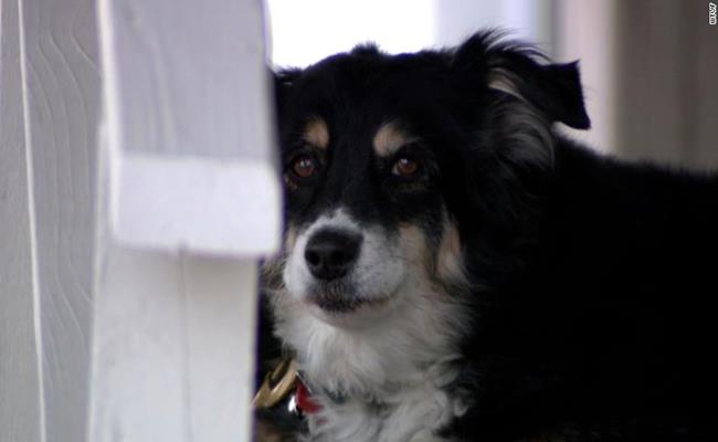Cách đây không lâu, chú chó 8 tuổi Lulu (thuộc giống Border Collie) đã trở nên nổi tiếng khắp MXH sau khi được thừa kế hàng triệu USD từ người chủ quá cố.
