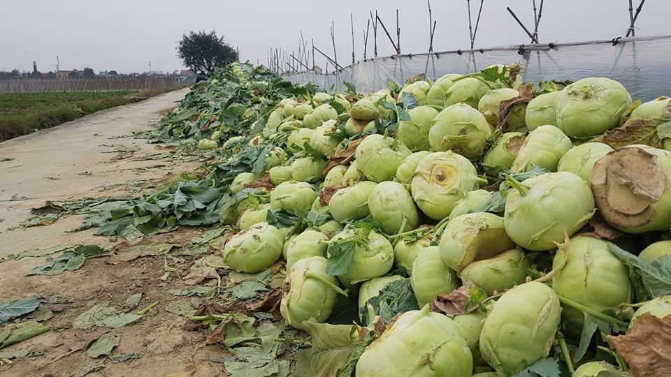 Anh Nguyễn&nbsp;Đình Sáng, thôn Đươi (xã Đoàn Thượng, huyện Gia Lộc, Hải Dương) cho biết, do dịch bệnh, nhiều tiểu thương các tỉnh Thái Bình, Hải Phòng, Quảng Ninh đã không sang thu mua rau, củ quả khiến một lượng lớn bị tồn, người dân phải chặt bỏ vứt đi như su hào, súp lơ do quá thời gian thu hoạch.