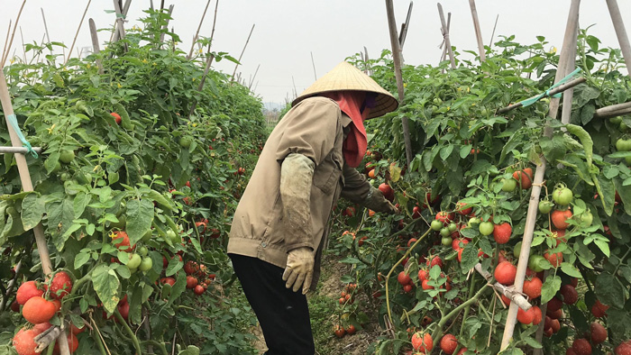 Xót xa cảnh súp lơ nở hoa, cà chua thối rữa đầy đồng giữa tâm dịch Hải Dương - 2