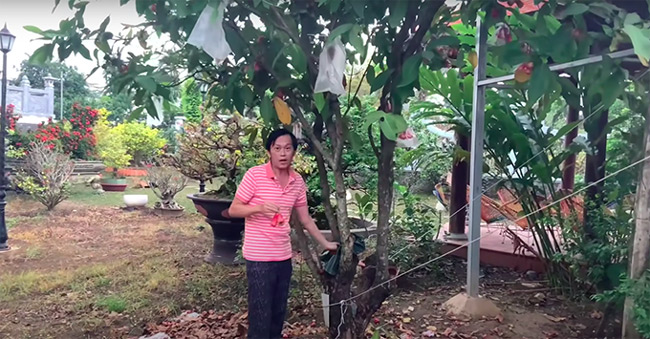 Ở một góc vườn, nam nghệ sĩ trồng bưởi và mận (roi). Các trái được bọc cẩn thận trong túi bóng để tránh bị sâu bọ, côn trùng cắn trước khi thu hoạch.
