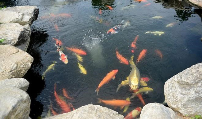 Ngoài ra, nghệ sĩ Hoài Linh còn nuôi một hồ cá lớn trước nhà thờ Tổ.

