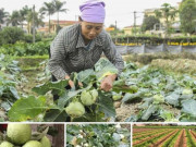 Thị trường - Tiêu dùng - Hàng trăm tấn nông sản tồn đọng trong tâm dịch Covid-19, cộng đồng mạng kêu gọi giải cứu