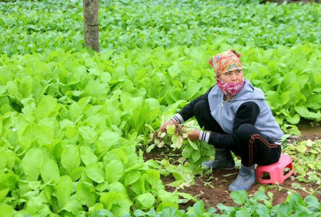 Nông dân tại Hoài Đức, Hà Nội vừa nhổ cải vừa ngóng chờ người đến mua. Ảnh: Trọng Tài