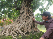 Thị trường - Tiêu dùng - Chiêm ngưỡng cây bồ đề có bộ rễ &quot;ảo diệu&quot;