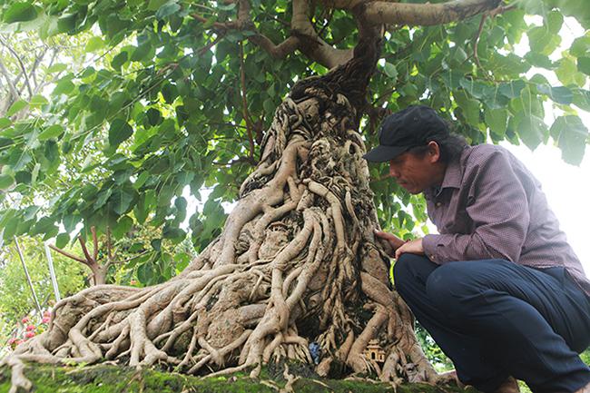 Cây có tán lá rộng, bộ rễ gần như hoàn thiện, rễ xếp thành hình khối, uốn lượn, chảy tràn, bao bọc quanh gốc và thân cây. Ảnh: Dân Việt.