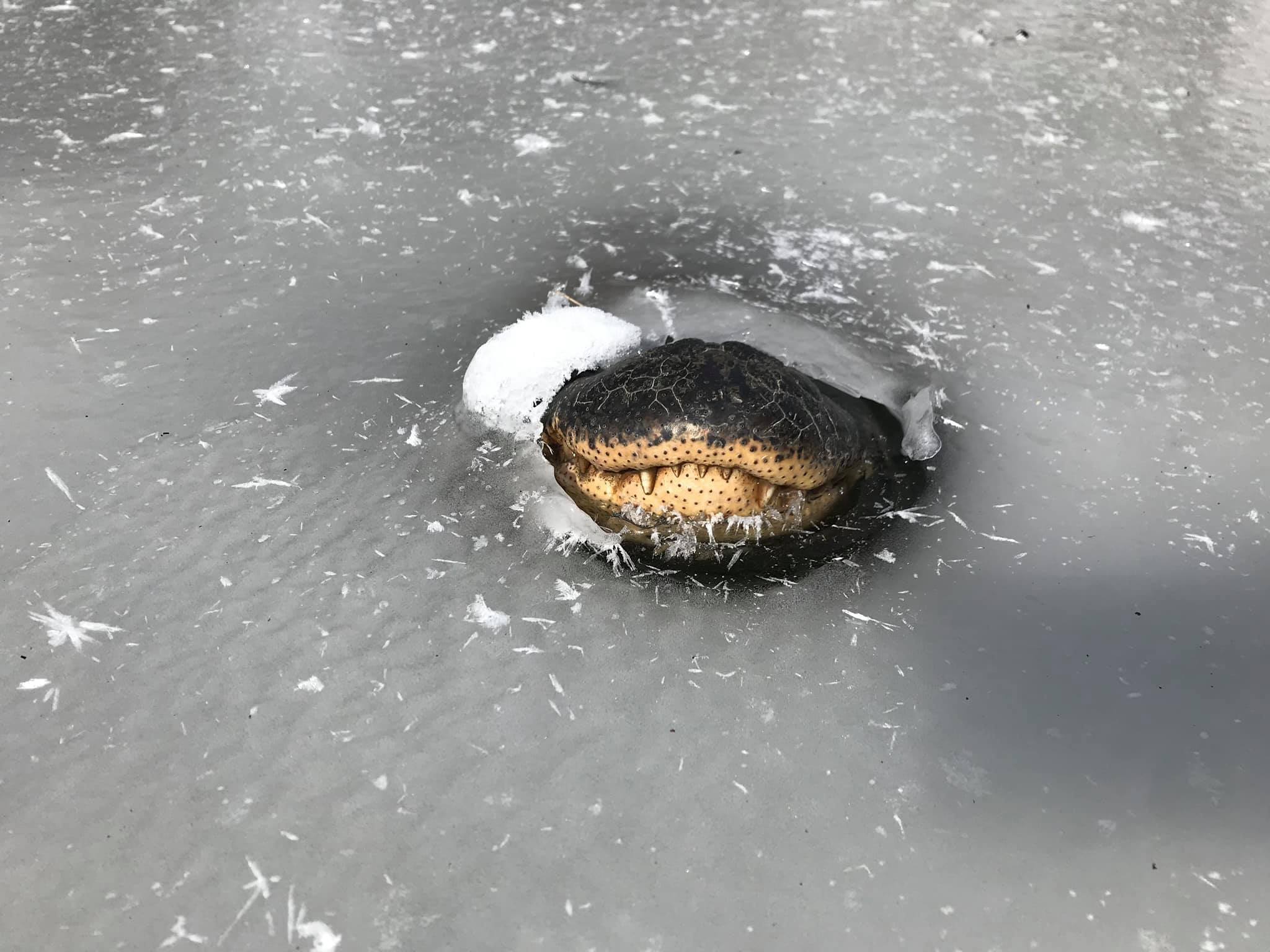 Cá sấu thò mõm khỏi mặt nước đóng băng ở bang Oklahoma, Mỹ. Ảnh: USFS