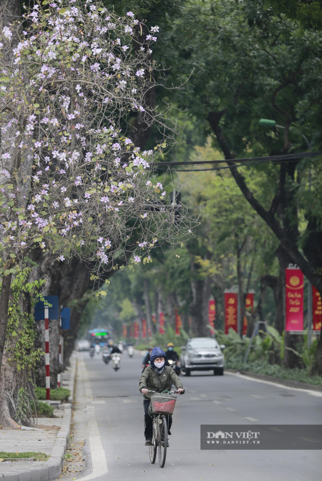 Dù không phải loài hoa đặc trưng của Hà Nội nhưng hoa ban được người dân Thủ đô yêu mến và coi như một dấu hiệu tươi đẹp của mùa xuân, mùa trăm hoa đua nở.