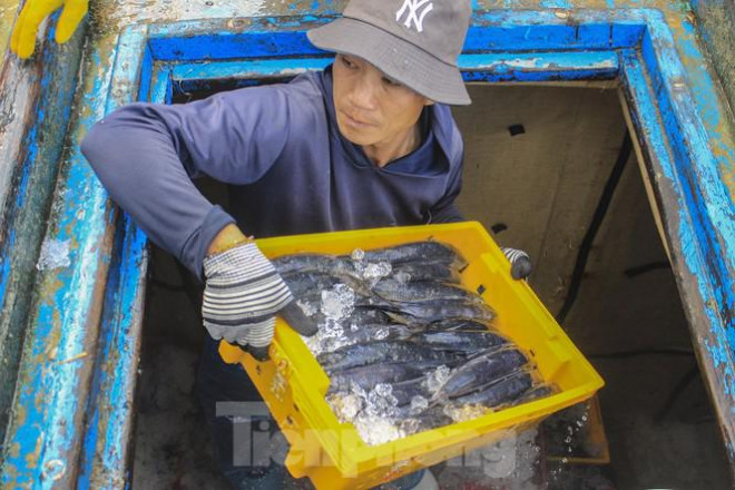 Trở về sau 20 ngày lênh đênh trên ngư trường Hoàng Sa, ngư dân Đặng Hưng, trú xã Nghĩa An, TP. Quảng Ngãi cho biết, 7 ngư dân trên tàu đánh bắt được gần 4 tấn cá chuồn cồ. Với giá thị trường hiện nay, mỗi kg cá chuồn cồ dao động từ 60.000- 70.000 đồng. Trừ chi phí, tàu thu về hơn 200 triệu đồng.&nbsp;