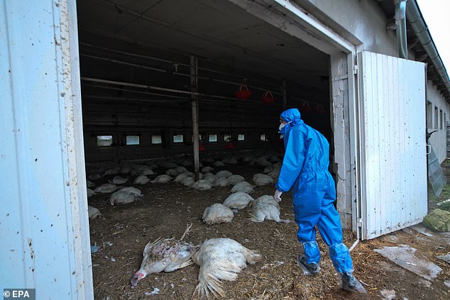 7 người nhiễm virus cúm H5N8 trong một trang trại gia cầm ở Nga.