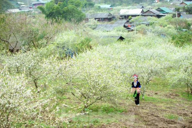 Bất cứ ai đã từng đặt chân lên mảnh đất Mường Lống (huyện rẻo cao Kỳ Sơn, Nghệ An) đều không thể diễn tả nổi cảm giác ngỡ ngàng đến diệu kỳ của mùa xuân miền biên viễn. Nói đẹp là chưa đủ... Đó giống như một giấc mơ chốn tiên cảnh.