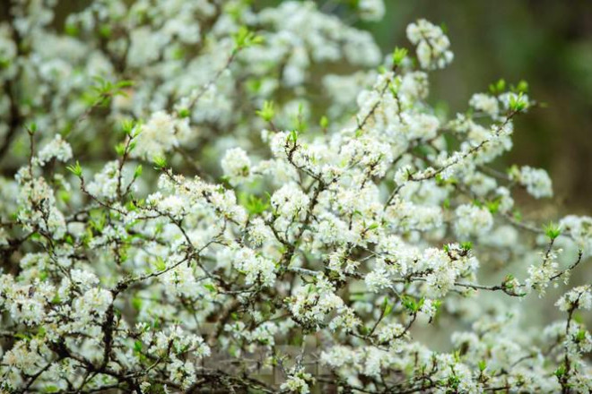 Hàng vạn cánh hoa trắng tinh khôi đang khoe sắc dưới ánh nắng ban mai càng làm say đắm lòng người.