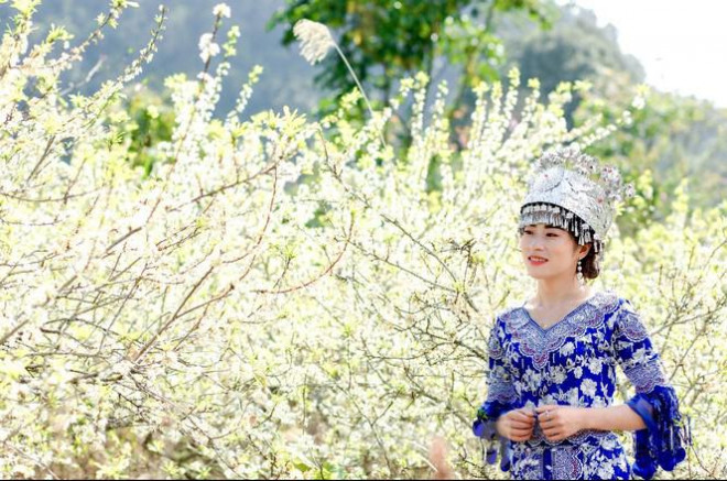 Thiếu nữ làm duyên bên những chùm hoa mận trắng muốt.