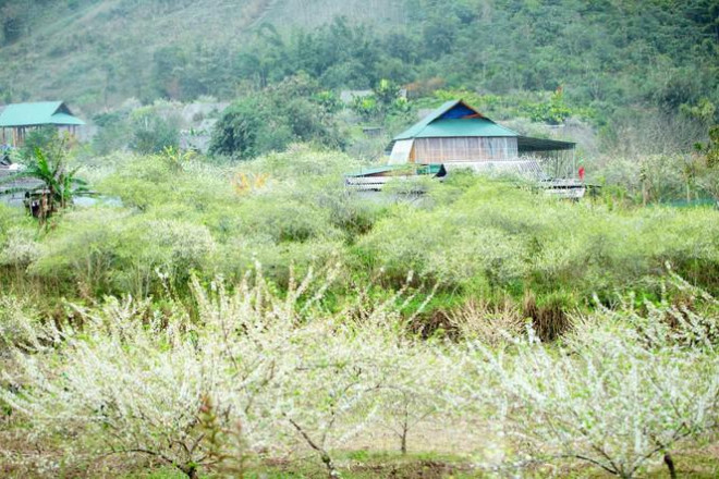 Những vườn mận đang khoe sắc bên những mái nhà của người Mông ở xã Mường Lống.