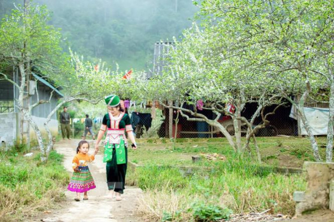 Miền tây xứ Nghệ mùa hoa mơ, hoa mận thơ mộng. Chỉ khi đến tận nơi, tự mình cảm nhận mới thấm hết cái hồn của bức tranh chan hoà hương sắc cỏ cây...