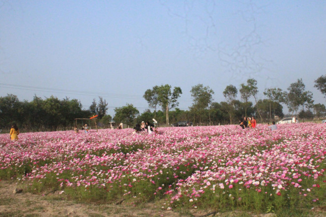 Đồng hoa cánh bướm ở xã Thạch Khê, huyện Thạch Hà) mỗi ngày thu hút hơn 300 lượt khách đến chụp hình check-in.