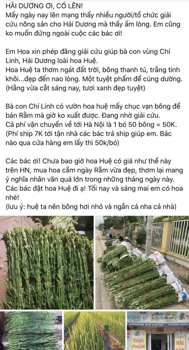 Dân mạng kêu gọi giải cứu hoa tại Hải Dương