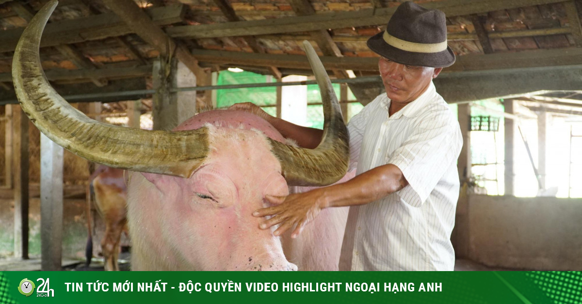 Con trâu màu hồng ở TP HCM được khách trả giá 1 tỷ nhưng chủ không bán