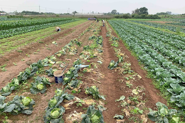 Nông dân Hà Nội trắng tay vì rau, củ bán giá 1000 đồng không ai mua - 2