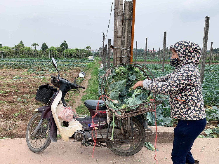 Giá rau giảm thê thảm chưa từng có trong nhiều năm trở lại đây.