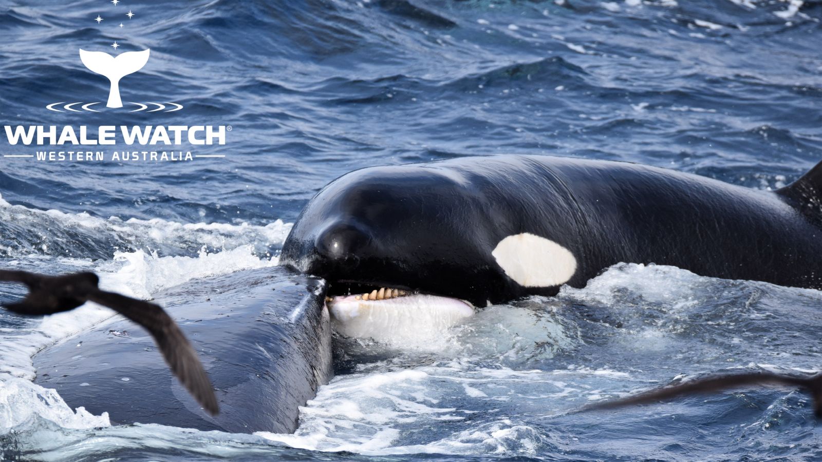 Cá voi sát thủ tấn công cá voi lưng gù.