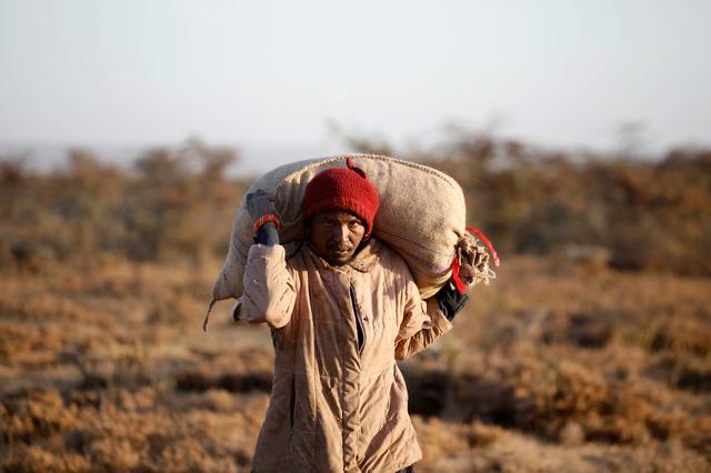 Châu chấu được mang bán lấy tiền ở Kenya (ảnh: Reuters)